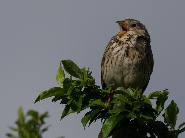 <h3><a href="/trips/Greece/biota/animalia/chordata/aves/040 passeriformes/126 emberizidae/emberiza calandra/emberiza calandra-nl.html">Emberiza&nbsp;calandra</a> / Corn&nbsp;bunting / Grauwe&nbsp;gors</h3>OM-1 Mark II met OLYMPUS M.150-400mm F4.5 TC, 1/2500 sec  bij F6.3, ISO 200, afstand 15.4&nbsp;m